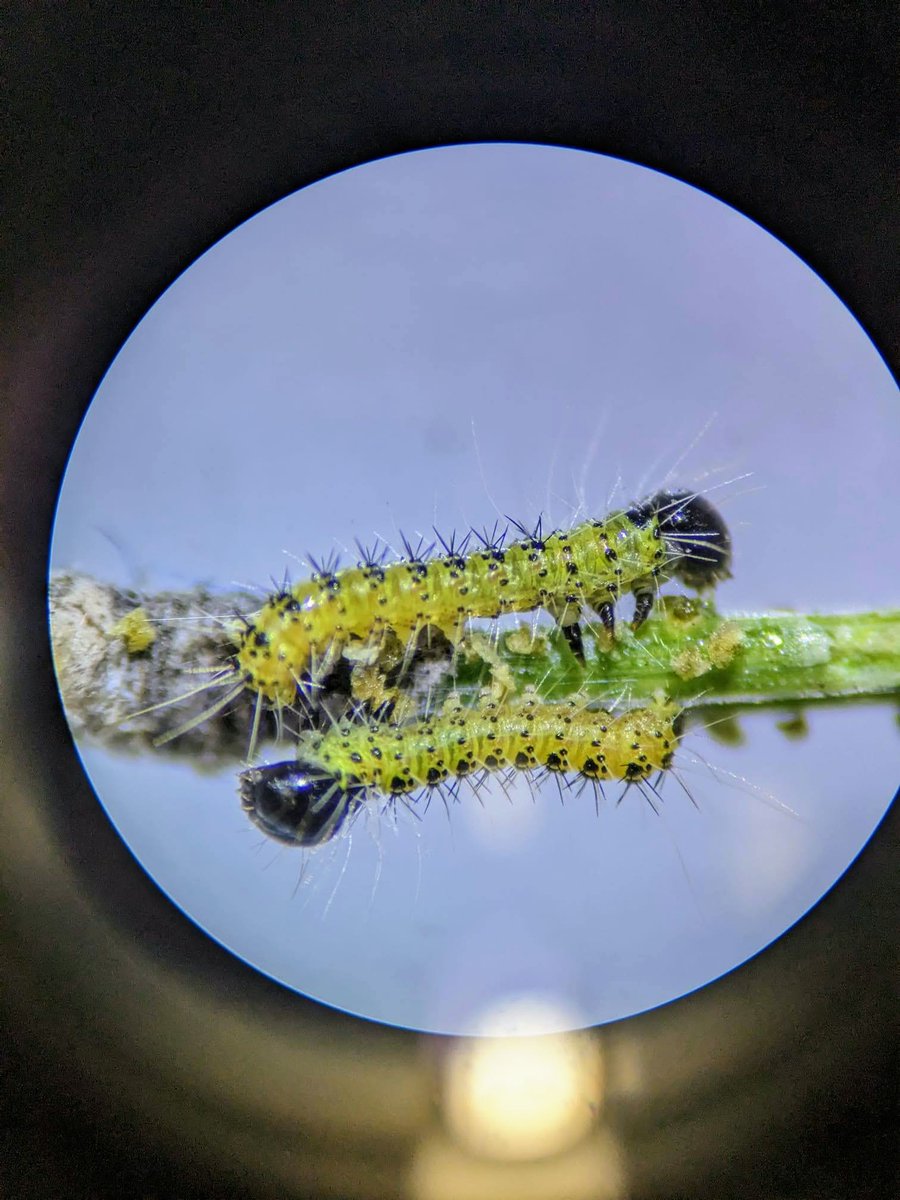 vectobal's tweet photo. 📣La procesionaria del pino ya ha eclosionado 🐛
🟢En #Vectobal monitorizamos #pinos centinela para saber la fecha exacta de eclosión y así planificar los tratamientos en su momento adecuado 👍
📷Podeis ver las fotos de las primeras larvas L1 tomadas en nuestro #VectoLAB✅ https://t.co/iDQkF91ngF