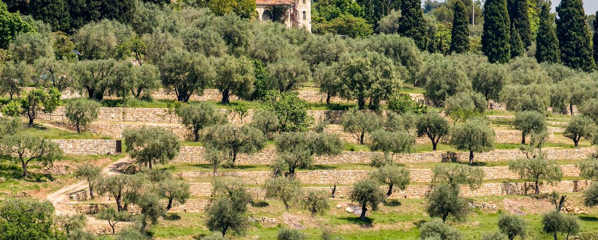 🌿[CASA Nature] • Samedi 21/10, Valbonne, 14h-17h 🫒 Récolte participative des olives : une activité ancestrale authentique à partager en famille, pour découvrir l’olivier et sa culture répandue à l’ensemble du bassin méditerranéen. 🔗 Infos sur casa-nature.agglo-casa.fr/index.php/even…