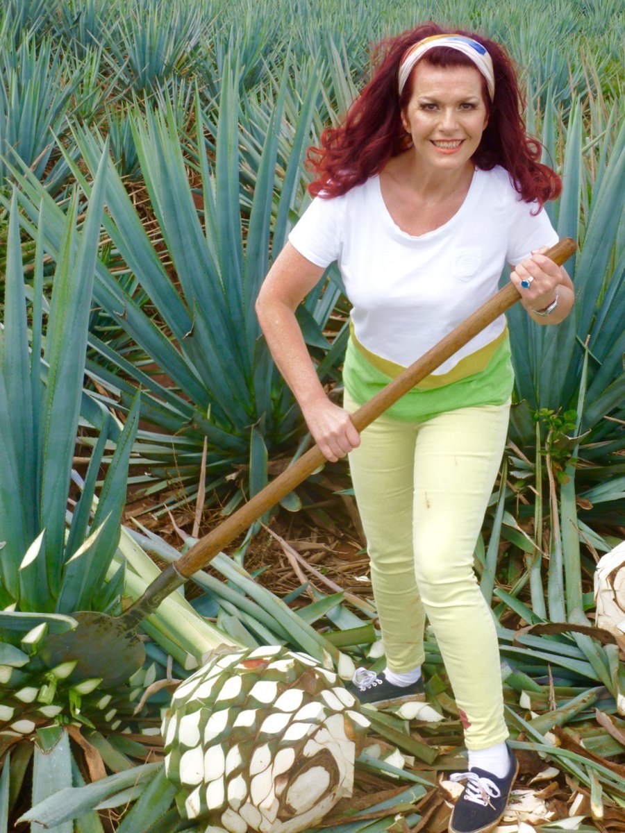 Big Corporate Tequila brands use Shredded agaves  which enter the diffuser in their raw uncooked state, sugars are  extracted by spraying hot water under high pressure with the  assistance of sulfuric acid.   aquariva.co.uk only use nature,agave and volcanic spring water