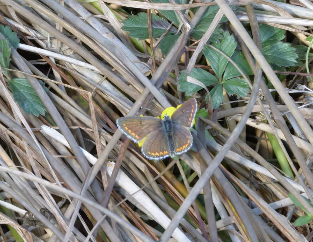 Although it's mid October there are still a fair amount of butterflies around. Pictured are a Speckled Wood, seen at Goodalls Meadow, plus a Red Admiral and Brown Argus, both spotted on Wildern Moor @ukbutterflies @savebutterflies @Hants_BIC
