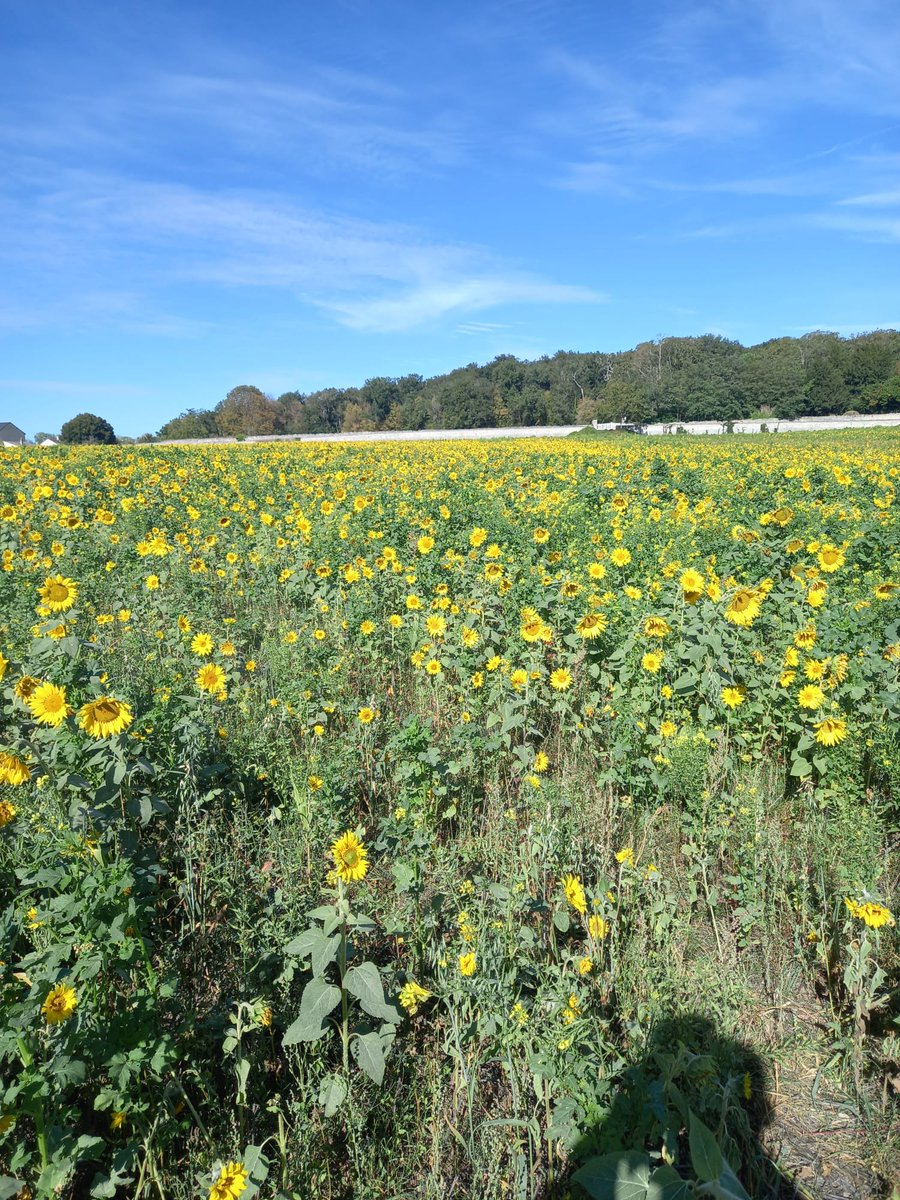 Groupe Sol Vivant 79 tweet media