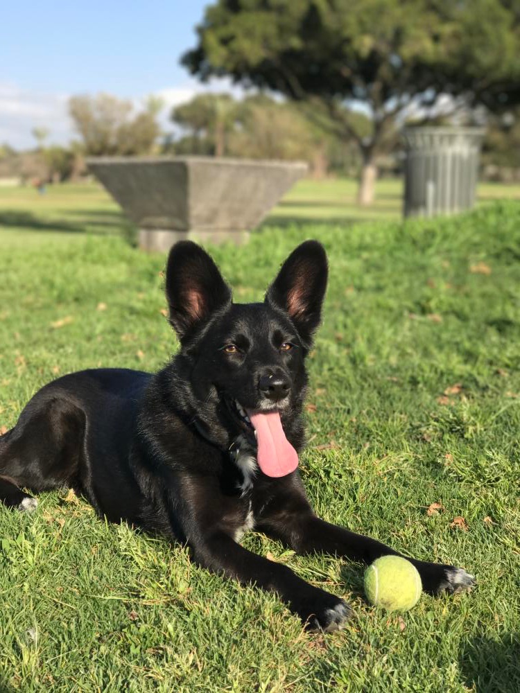KeithOlbermann's tweet photo. BOB IS MISSING IN BROOKLYN. Last seen at Fulton and Vanderbilt. If you've seen or found him please go here: 
https://t.co/DvMnFsR9Uu and/or phone 877-818-0060 and PLEASE RT BOB! https://t.co/cZ2ewPZ9oE