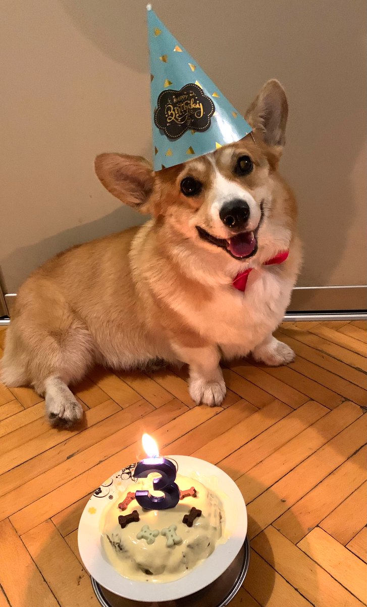 Happy birthday little guy 🥰🥰😍❤️
#dogbirthday #homemadedogcake