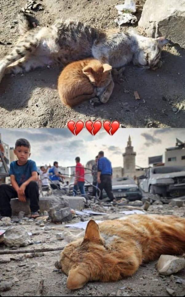 abeer_aa12's tweet photo. Even animals are not safe in Gaza due to Israel’s bombing.

#TheRealImage #Gaza_under_attack #IsraelTerrorists https://t.co/ceb80ANJGb