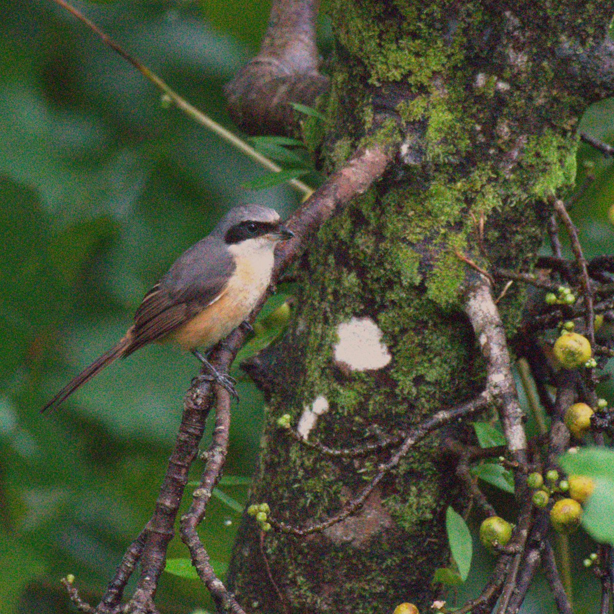 Grey backed shrike Assam #IndiAves #TwitterNatureCommunity #NaturePhotography #birding #birds