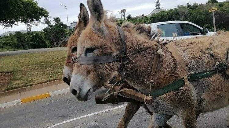 Donkeys, the often "forgotten animals," are enduring immense suffering in Jeffreys Bay. The petition started by Save the donkeys Jeffreys Bay Animal Rescue highlights that their welfare is frequently disregarded. Many have witnessed them carrying heavy loads while exhausted,