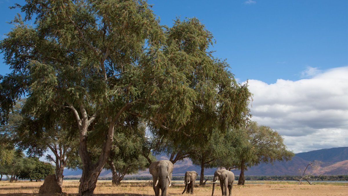 SwedeninZW's tweet photo. Addressing climate change is top priority  in 🇸🇪's foreign policy &amp; partnership with 🇿🇼.  In the next weeks, join our deep-dive into how we work with partners to promote sustainable practices &amp; address the planetary crises of climate change, biodiversity loss &amp; envt degradation. https://t.co/wob2WCmBEi