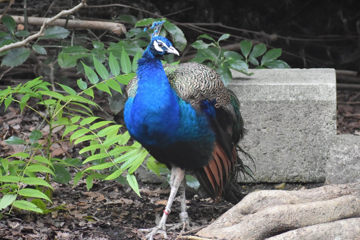 バードホール に #インドクジャク のオスが #伊豆シャボテン動物公園