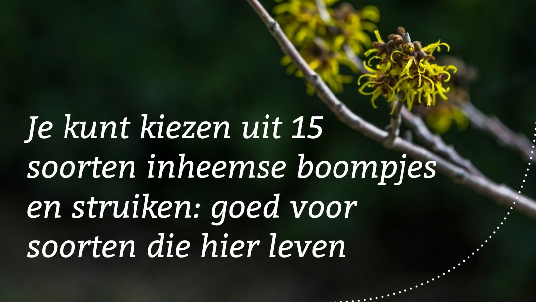 NMF Groningen tweet media