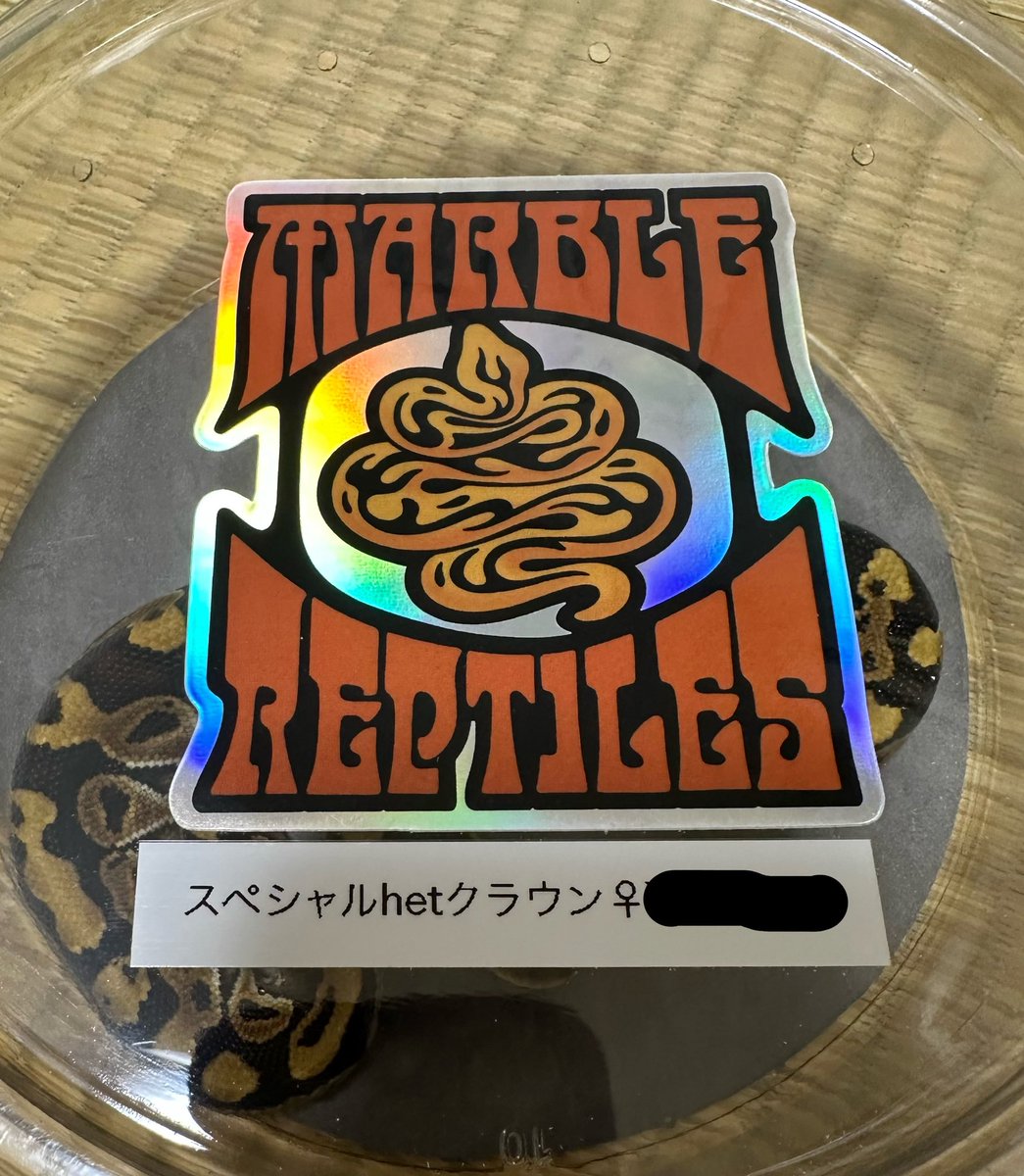 時間経ってしまったけどとんぶりにて

スペシャルhetクラウン♀

白上がり、模様のお腹に向けてのシャープさが個人的に理想の子
わかりにくいけど赤みもあってクラウン化した時が楽しみ！

<a href="/arimax_rep/">M.A.K.O.</a> さんありがとうございました😊

#ボールパイソン #ballpython #スペシャル #とんぶり市 #burikura