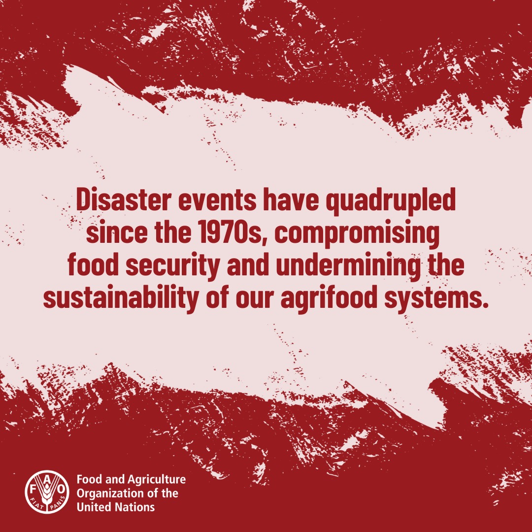 Disasters are one of the greatest threats to our agrifood systems and smallholder farmers continue to be most affected.

Investing in shock-resilient agriculture isn’t just the humane thing to do, it’s the strategic thing to do.

bit.ly/3PXM88F

#DisasterRiskReduction