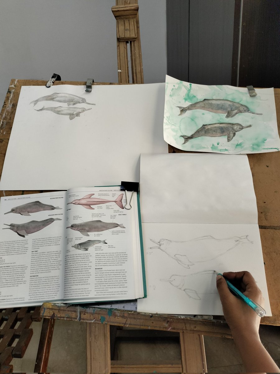 Studing river dolphins today till I am satisfied while the clock is ticking. #riverdolphins #wildlifeillustration #naturestudy #sketchingpractise