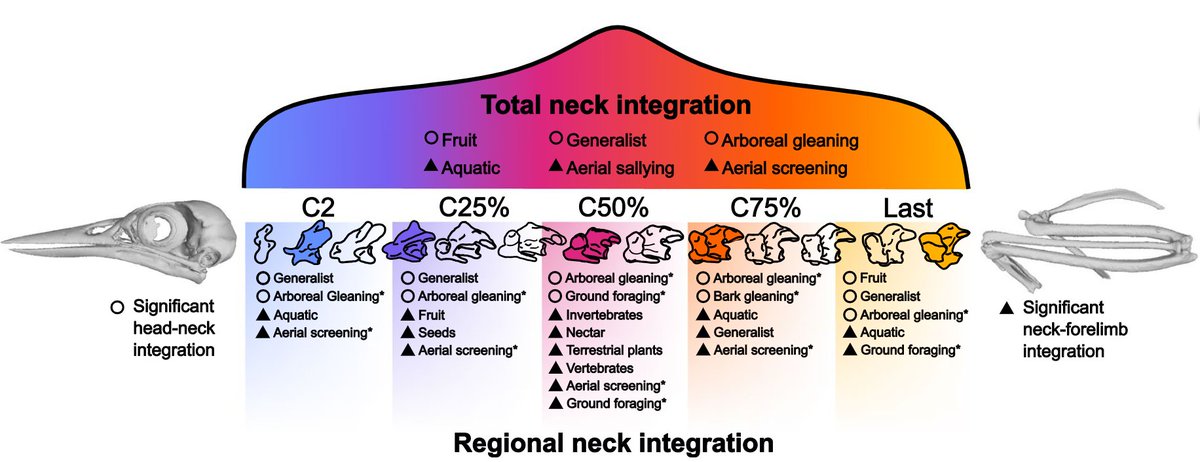 Dr. Ryan Marek (@ryndmrk) on Twitter photo Excited for this one to get published! <a href="/rfelice/">Ryan Felice</a> and I investigate how integration and evolutionary rate influence the evolution of the avian neck, and it's #OpenAccess <a href="/CIA_UCL/">UCL Centre for Integrative Anatomy</a> <a href="/BMCBiology/">BMC Biology</a>
bmcbiol.biomedcentral.com/articles/10.11…
(DM for PDF) Excited for this one to get published! <a href="/rfelice/">Ryan Felice</a> and I investigate how integration and evolutionary rate influence the evolution of the avian neck, and it's #OpenAccess <a href="/CIA_UCL/">UCL Centre for Integrative Anatomy</a> <a href="/BMCBiology/">BMC Biology</a>
bmcbiol.biomedcentral.com/articles/10.11…
(DM for PDF)