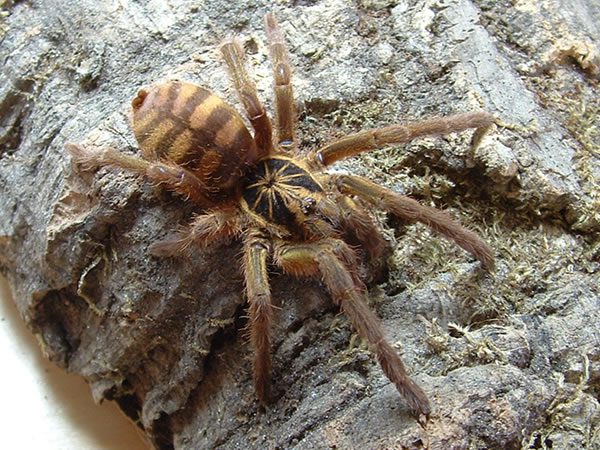 TheSpiderShop tweet media