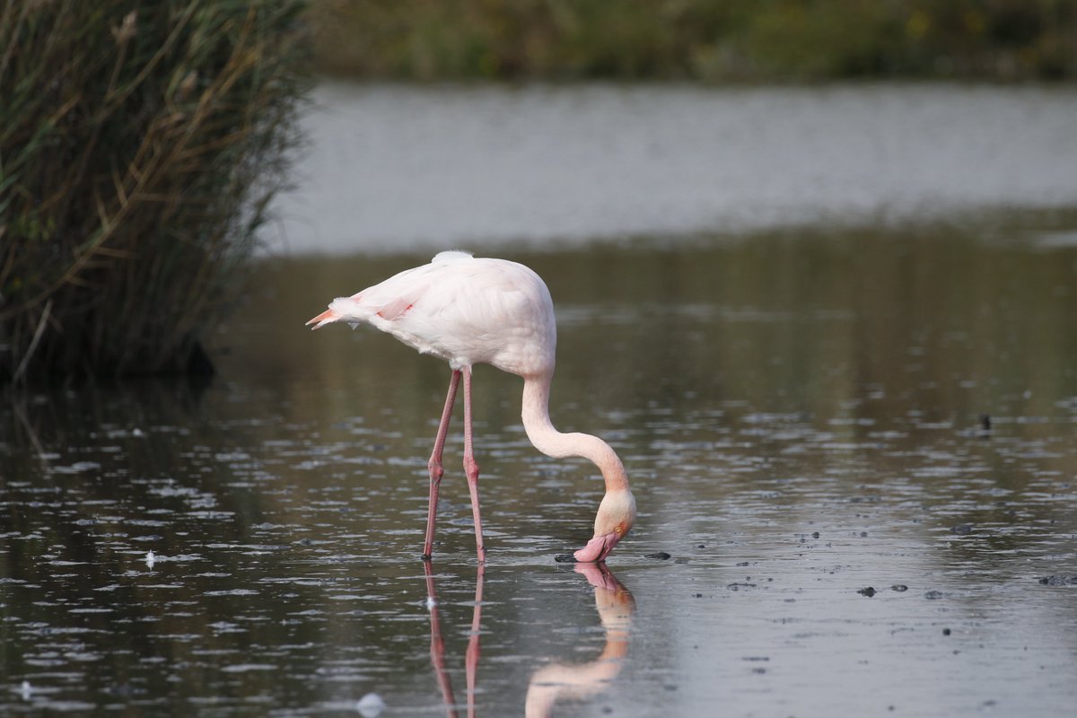Merops Field Studies (@meropsfield) on Twitter photo While here, students from <a href="/univofstandrews/">University of St Andrews</a> designed and carried out an investigation into the feeding and vigilance behaviour of Greater Flamingos in the Camargue. A fantastic day really getting to pay attention to the behaviour of these extraordinary birds. <a href="/SchoolofBiology/">School of Biology</a> While here, students from <a href="/univofstandrews/">University of St Andrews</a> designed and carried out an investigation into the feeding and vigilance behaviour of Greater Flamingos in the Camargue. A fantastic day really getting to pay attention to the behaviour of these extraordinary birds. <a href="/SchoolofBiology/">School of Biology</a>