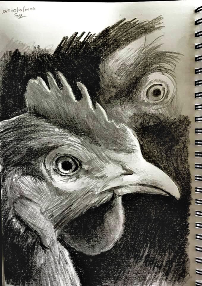 Lysander1976's tweet photo. ‘Hens- Fragnes’ - pencil drawing on sketchbook paper. #hens #Pencildrawing #sketchbook #fragnes #France https://t.co/9guA7Gq9bZ