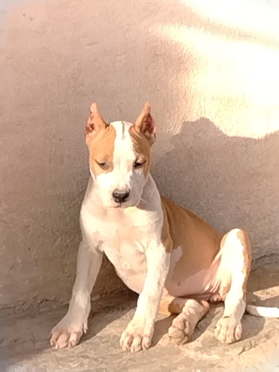 Available.
Female Amstaff
Full Pedigree