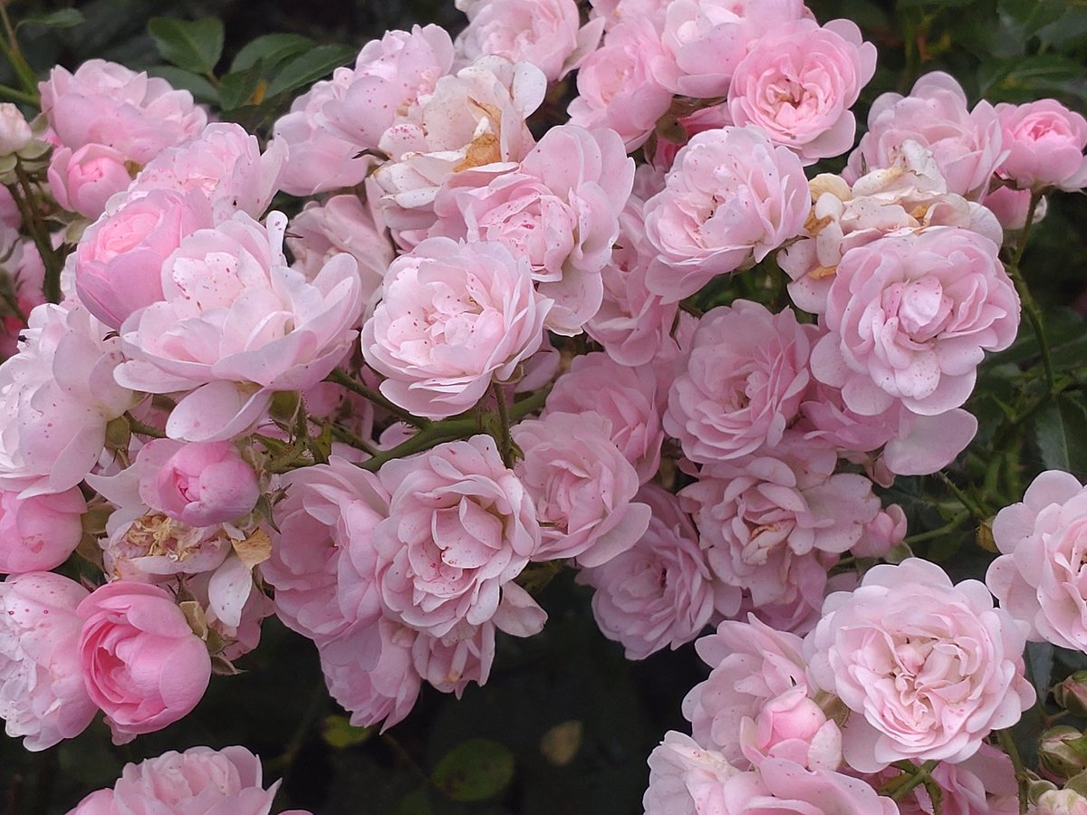cheerssu's tweet photo. Happy Monday.
#mehrPink #RoseADay #Roses2023 #gardens #flowergardengifts #AutumnVibes
@StormHour @ThePhotoHour https://t.co/gKqMxtJ3T0