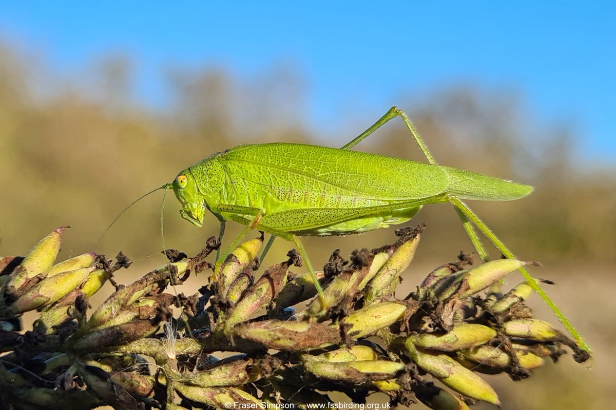 Southern Sickle-bearing Bush-cricket (Phaneroptera nana), 15-Oct, Purfleet-on-Thames, VC18 South Essex
#Orthoptera @GrasshopperSpot