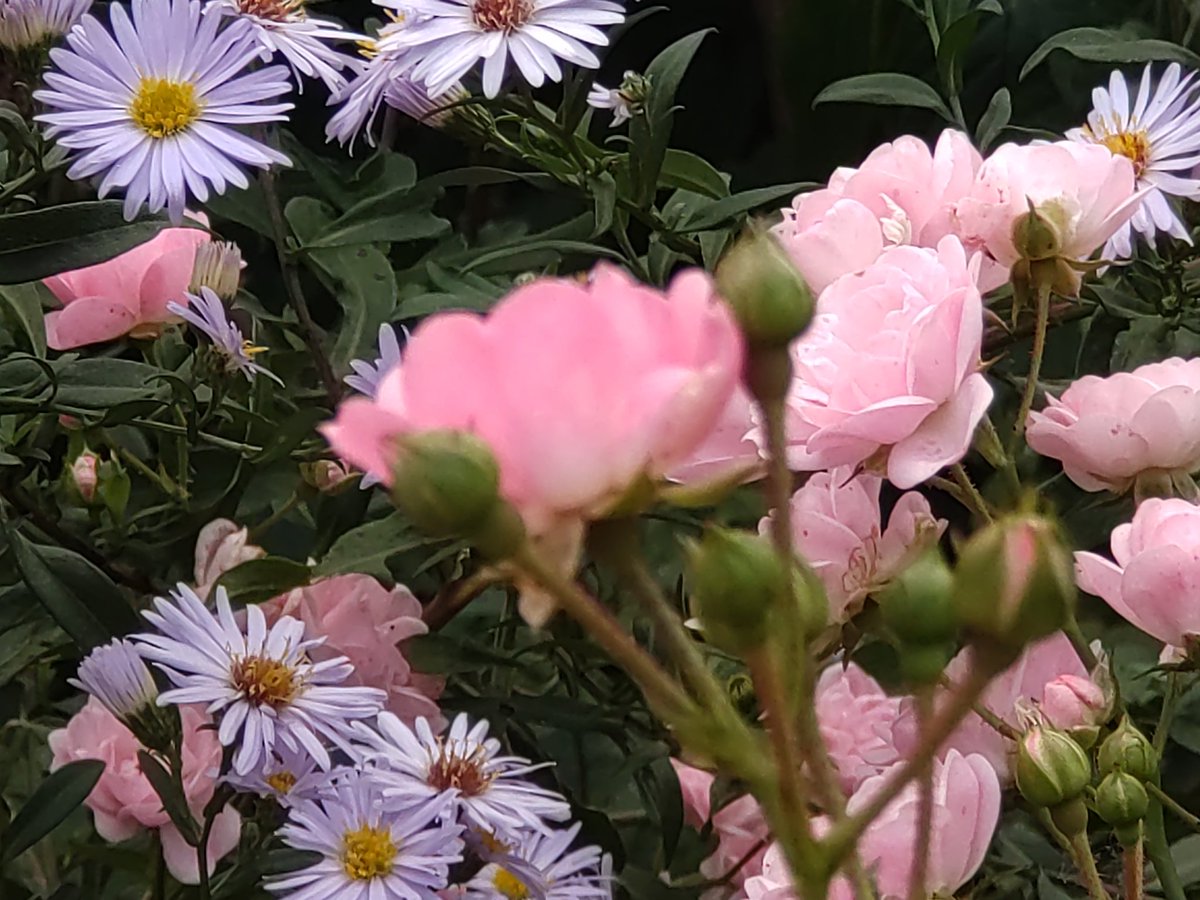 cheerssu's tweet photo. Happy Monday.
#mehrPink #RoseADay #Roses2023 #gardens #flowergardengifts #AutumnVibes
@StormHour @ThePhotoHour https://t.co/gKqMxtJ3T0