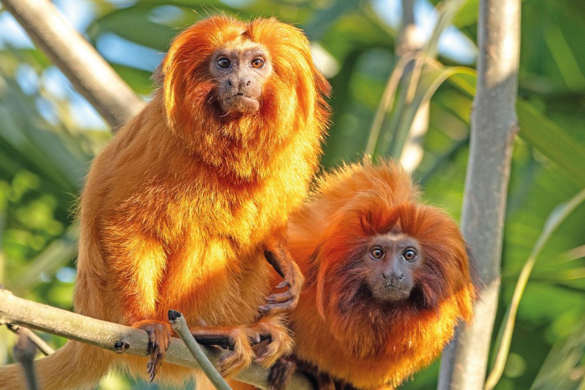 CCSL_world's tweet photo. Golden Lion Tamarins: Rare and vital to biodiversity!
Native to Brazil, these tiny primates play a key role in their ecosystem. 
Support https://t.co/9OBZvRe2nk to protect them. Let's ensure a brighter future for these treasures of the rainforest. 🌳💛#Conservation https://t.co/HaZHWIajC1