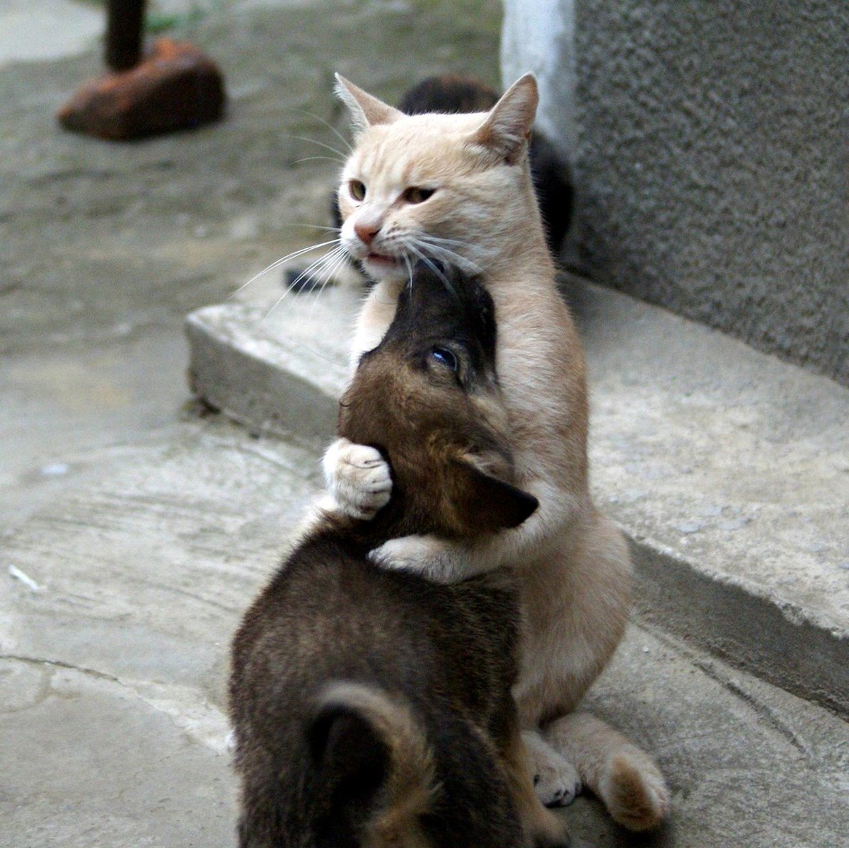 JuBraziliana's tweet photo. You can’t buy love, but you can adopt it. 🐾♥️🐾 
Have a happy new week❣ https://t.co/hZdguDQUhZ