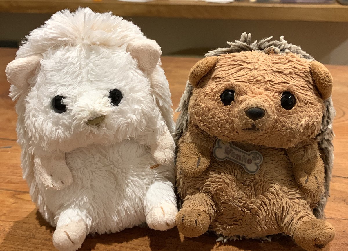 SHIMArisuko_'s tweet photo. #わんこちゃん
と、最近仲間入りした
#はんぺん
です。みたちがいない間にどんだけ増えたか。紹介しきれません。
はんぺんの名札も作らないとな。

#ハリネズミ
#ぬいぐるみ
#サンレモン
#フラッフィーズ
#身長差
#みたらし
#みたち
#探しています https://t.co/KVURTIoiRl