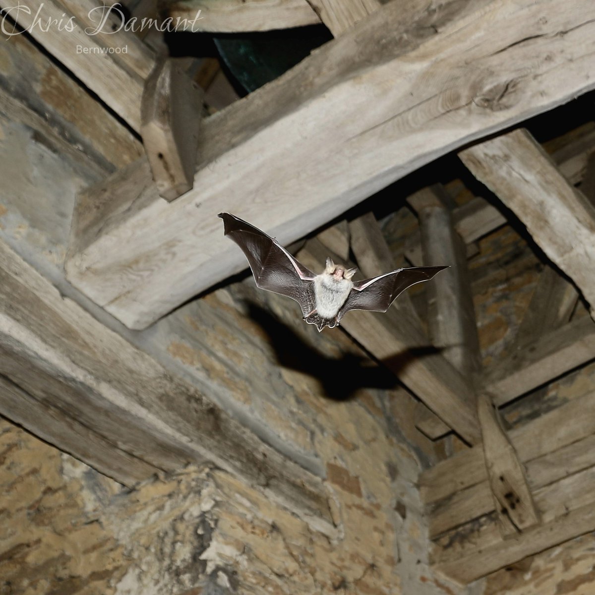 Ever wondered why bats are attracted to churches? 🦇 Our @BatsinChurches partnership project featured on @BBCCountryfile yesterday, showcasing how medieval churches provide a safe space for bats to roost. Watch the #Countryfile episode: bbc.co.uk/iplayer/episod…