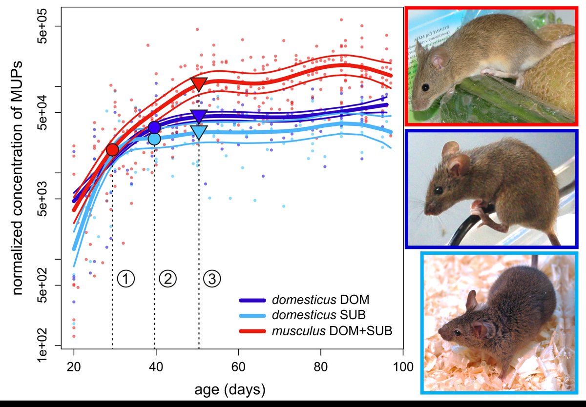 NEW in #JVertBiol: Rank-dependency of major urinary protein excretion in two house mouse subspecies doi.org/10.25225/jvb.2…
<a href="/BioOneNews/">BioOne</a> | <a href="/CzechAcademy/">Czech Academy of Sciences</a> |#mammalogy