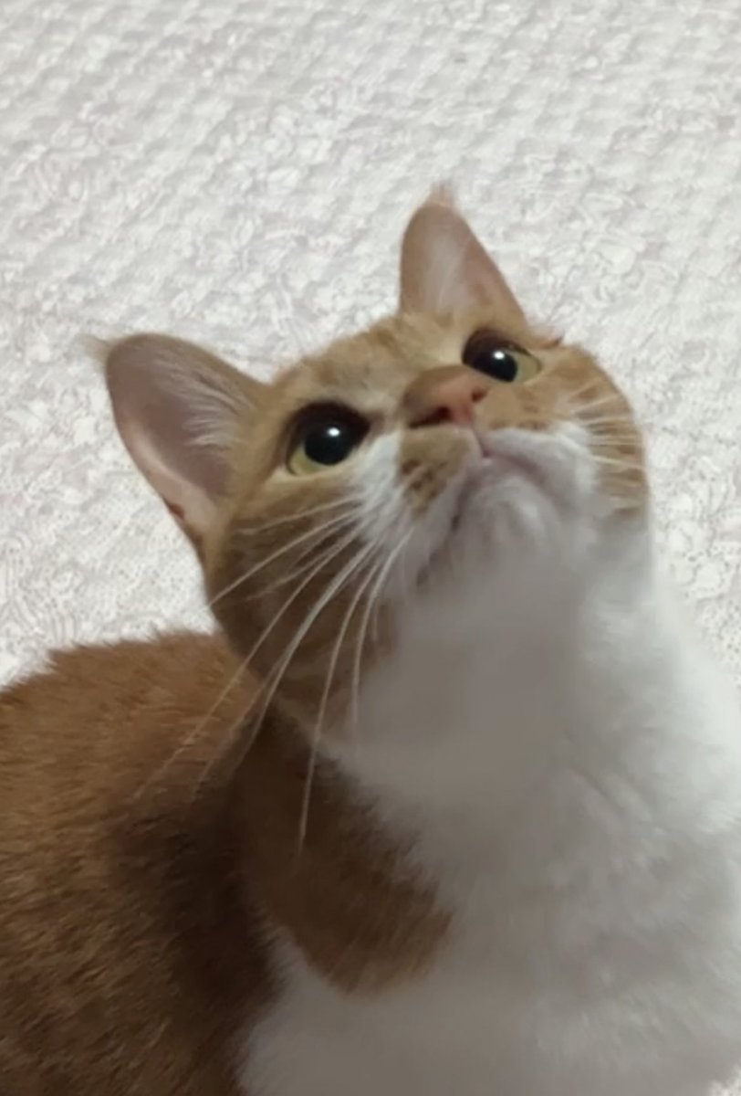 이끼🍅 tweet media