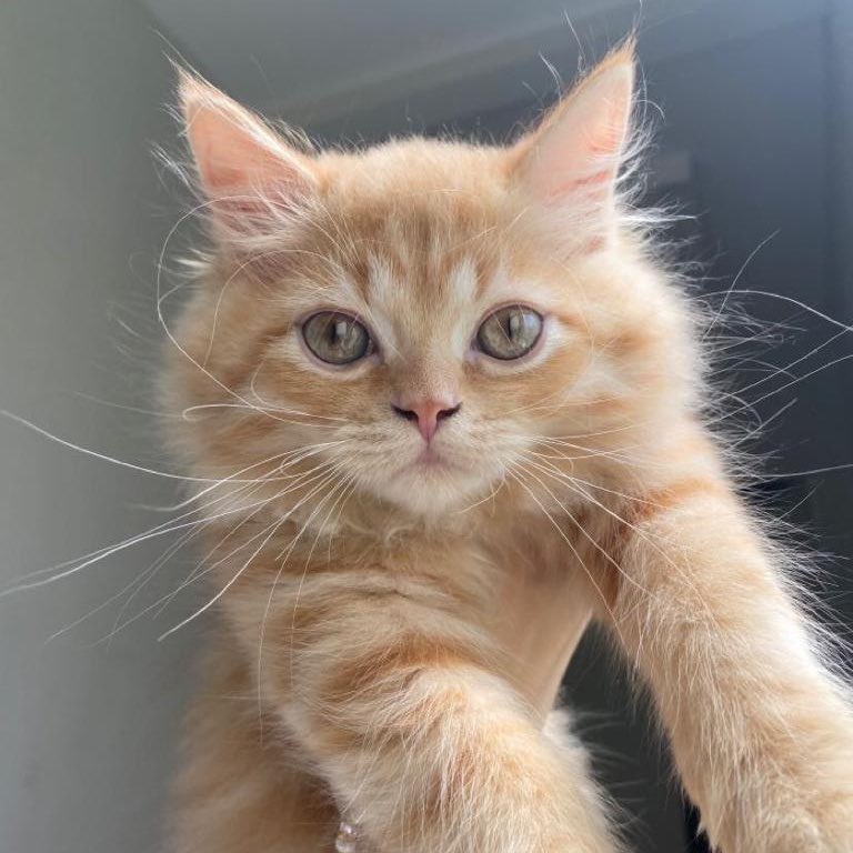 iis4as's tweet photo. 🧡 https://t.co/h5MRvzM48I