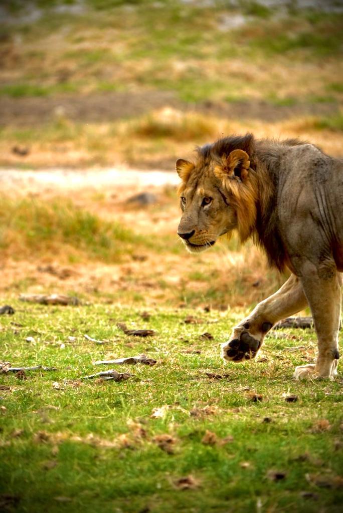 ShahToursTZ's tweet photo. Starting the week on a wild note! Mondays are for new adventures and thrilling safari encounters. 🌿🦁 #SafariMondays #WildWeekAhead"

For bookings and inquires please Email us at info@shah-tours.com or send us message on our inbox. https://t.co/PIeYRqsZBb