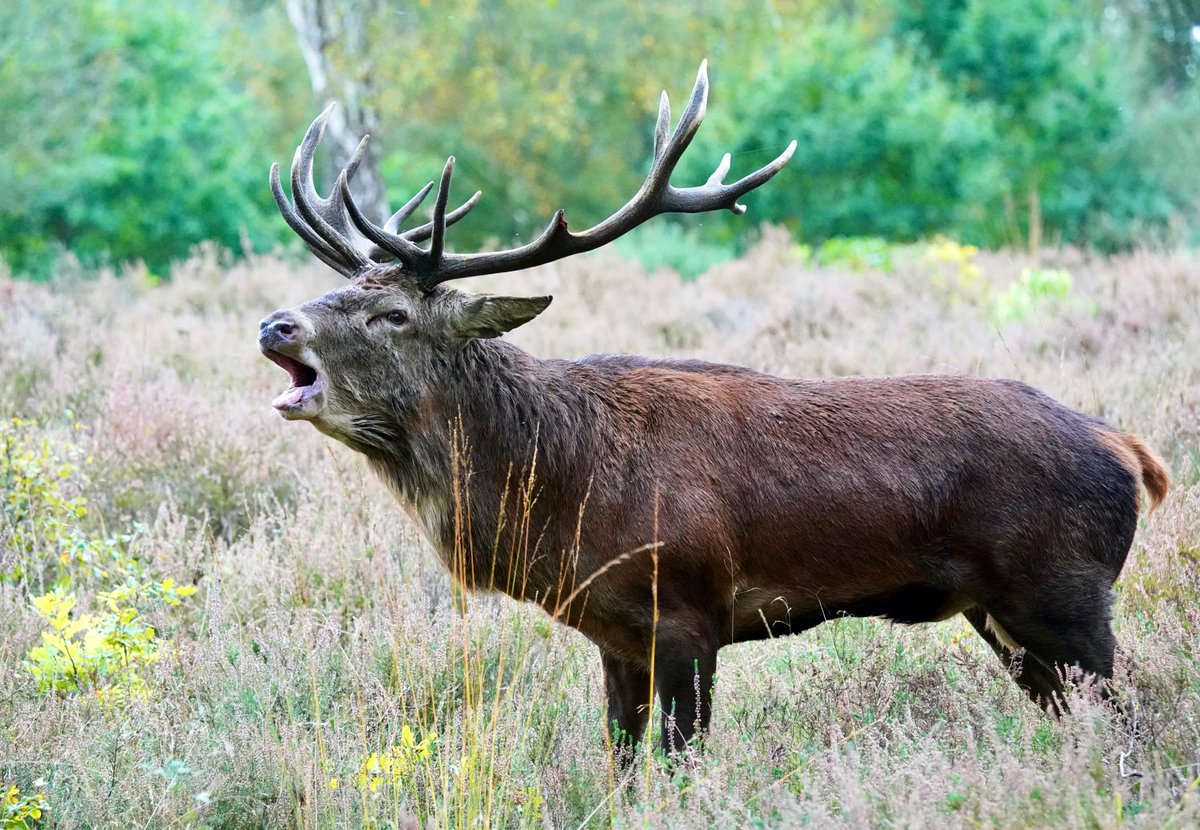 Red deer stag, Staffordshire.