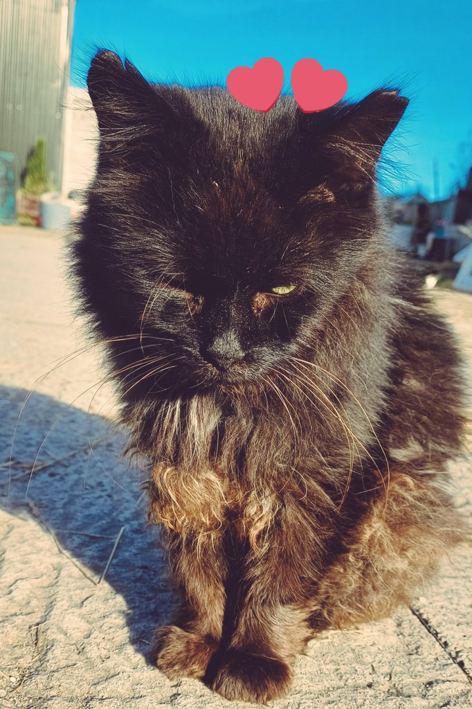 There are so many elderly #feralcats out there & some have survived years living that hard life.#Mrworriedface turned up here in an awful way!Not a tooth in his head.This Friday he is going for a lovely groom with my lovely vets as we are finding those tummy matts tricky.