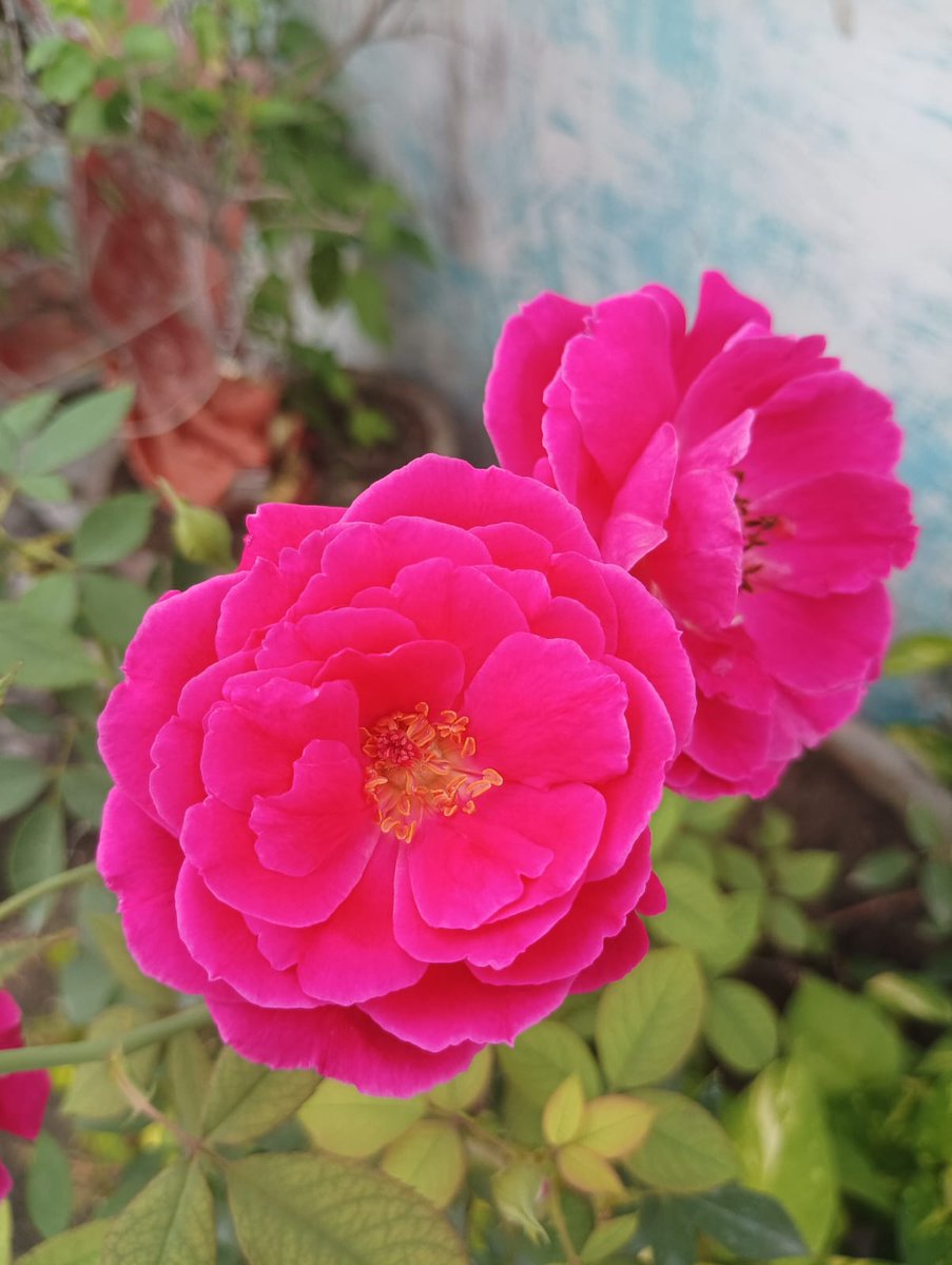 Finally 🥀flowers are starting 😊blooming in my 🏡garden.
“🌺Flowers are the 🎶music of the ground from 🌄earth’s lips spoken without sound.” 
“Take time to smell the 🌹roses.”
#BeautyOfRoses🌹🥀 
#Roses🌹