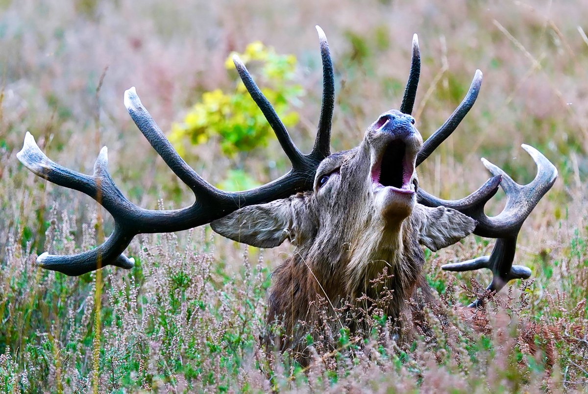 Some serious headwear ! 
Red Stag, Staffordshire.