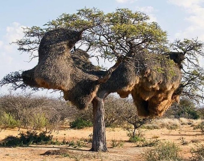 Sociable weavers construct permanent nests on trees and other tall objects. These nests are the largest built by any bird, and are large enough to house over a hundred pairs of birds, containing several generations at a time