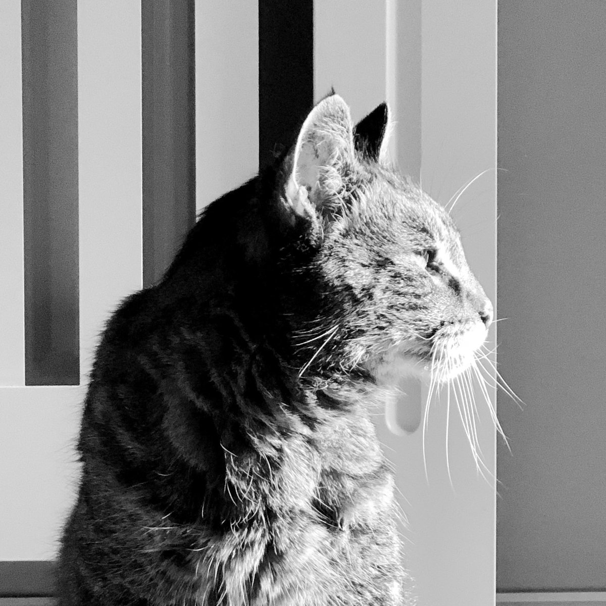 In honour of Squidge, Dunland’s ‘national mascot’, His Majesty The King has ordered flags across Dunland to be flown at half-mast for 3 days and has declared those days to be official days of mourning.

“Grief is the price we pay for love.”