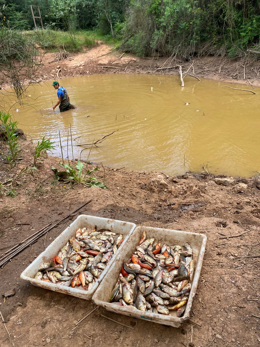cgavarres's tweet photo. 📢💧Acabem les tasques de conservació de biodiversitat en basses de #Cassà, #SantDaniel i #Fonteta!
🦀🐟Objectiu: controlar les espècies exòtiques i combatre la sequera
✅Accions dutes a terme gràcies a una subvenció de la @DiputacioGirona
➕Info👉 https://t.co/B0sFNzTVDO https://t.co/P3msDNIkjs