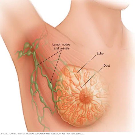 HerbalistChief's tweet photo. In a 2012 study, 99% of breast cancer samples analyzed contained parabens, a common cancer causing ingredient found in deodorants.

Avoid any deodorant that contains harmful chemicals such as paraben and aluminum.

Protect yourself and family.

Retweet. 
#NoBraDay  
#BackToEden https://t.co/IdVUcMEx3H