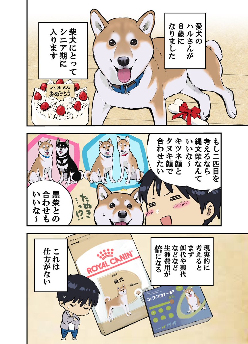 柴犬の二匹目を飼うのを本気で考えてみました。