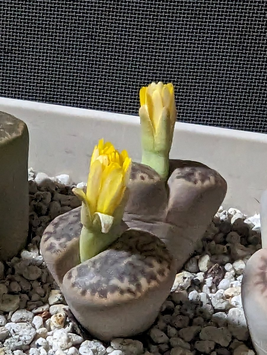anikie_1's tweet photo. 日が暮れてから開いてきた🌼
#リトープス #Lithops #リトープスの花 #Lithopsflower https://t.co/wJZSd5tGmO