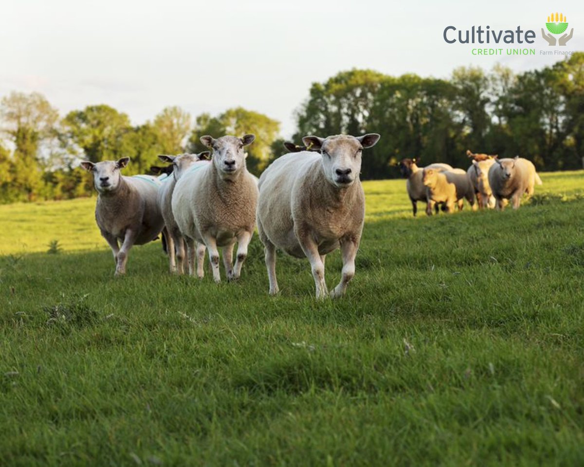 Cultivate Credit Union tweet media