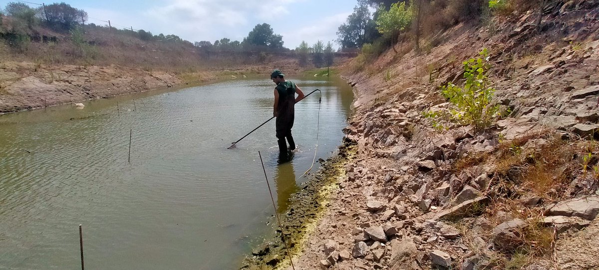 cgavarres's tweet photo. 📢💧Acabem les tasques de conservació de biodiversitat en basses de #Cassà, #SantDaniel i #Fonteta!
🦀🐟Objectiu: controlar les espècies exòtiques i combatre la sequera
✅Accions dutes a terme gràcies a una subvenció de la @DiputacioGirona
➕Info👉 https://t.co/B0sFNzTVDO https://t.co/P3msDNIkjs