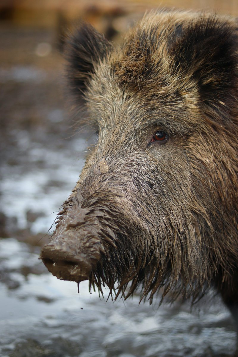 Centrum för Öresundsstudier, Lunds universitet (@cors_lu) on Twitter photo Tomorrow at 2 p.m. CEST -
The Borderless Wild Boar
Free Webinar with <a href="/KarinWilln/">Karin Willén</a> & <a href="/CJerikson/">candy jerikson</a>
👉 cors.lu.se/en/borderless-…
@CemesOresund
#CORS #Borders #Boar #Webinar #WhatsInTheSausage Tomorrow at 2 p.m. CEST -
The Borderless Wild Boar
Free Webinar with <a href="/KarinWilln/">Karin Willén</a> & <a href="/CJerikson/">candy jerikson</a>
👉 cors.lu.se/en/borderless-…
@CemesOresund
#CORS #Borders #Boar #Webinar #WhatsInTheSausage