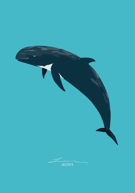「shark whale」 illustration images(Latest)