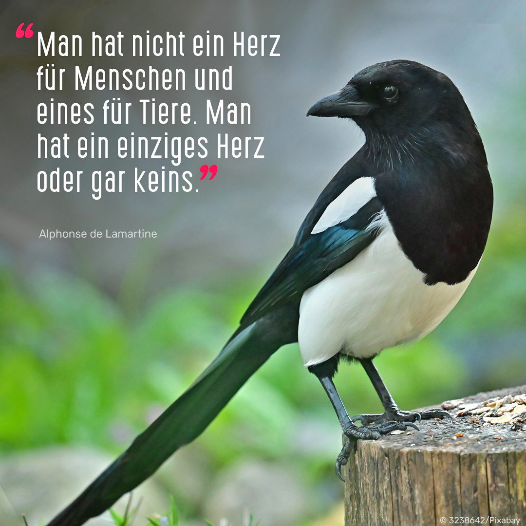 ❤️ Ein Herz auch für Elstern, Krähen und andere Rabenvögel! 🐦‍⬛ Rabenvögel zählen zu den faszinierendsten und intelligentesten Tieren überhaupt, sie werden zu Unrecht verfolgt und gejagt: duunddastier.de/rabenvoegel/