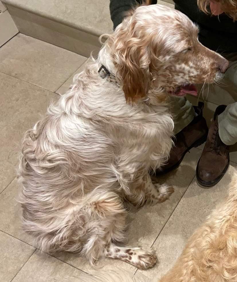 MissingPetsGB's tweet photo. "7 months later and we are still waiting for Cedar (male English setter, orange belton, 18 months old) to come home. No body has been found, which means someone likely has him somewhere, and not an hour goes past when we don’t worry about where he might be." #Somerset #UK https://t.co/oHfNDXtSdT