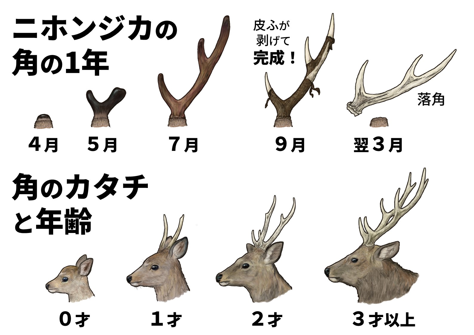 ニホンシカの角 - 標本用品