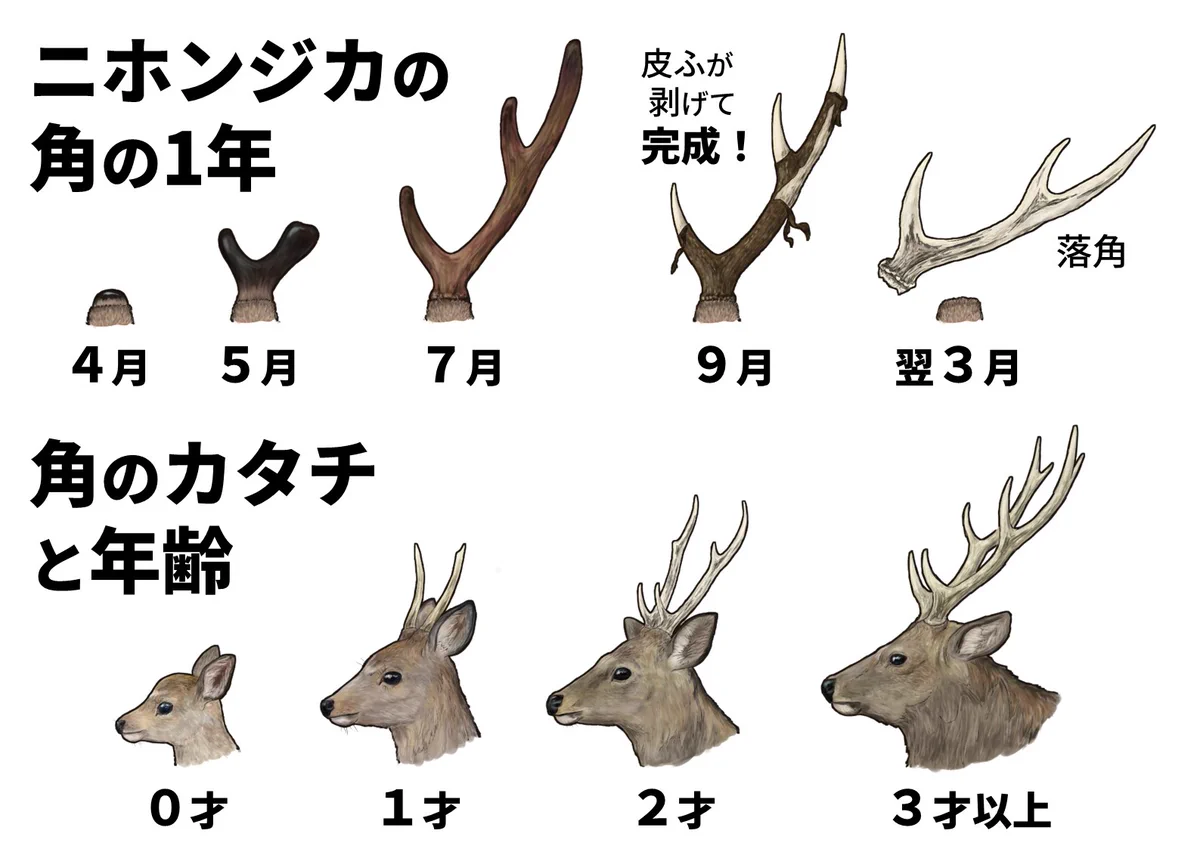日本鹿　角　三対　6本セット　ニホンジカ　ツノ　まとめ売り　Ｏ 迫野貴大（さこっち@ゆるふわ生物学） on X: 